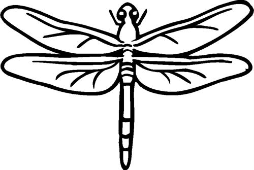 dragonfly02