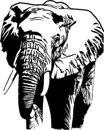 elephant03