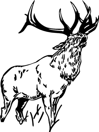 elk13