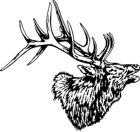 elk19