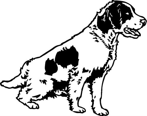 english-setter02