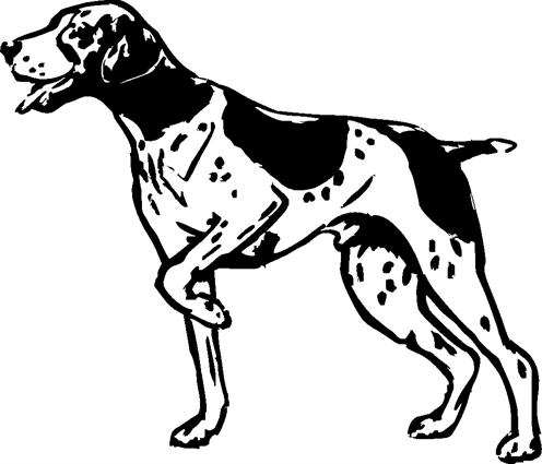 german-pointer02