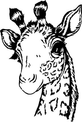 giraffe01