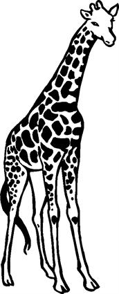 giraffe02