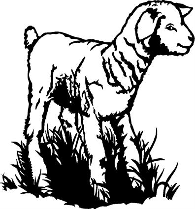 lamb19