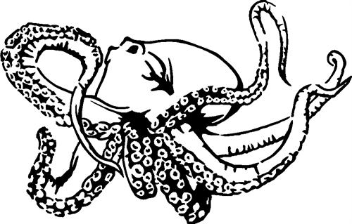 octopus