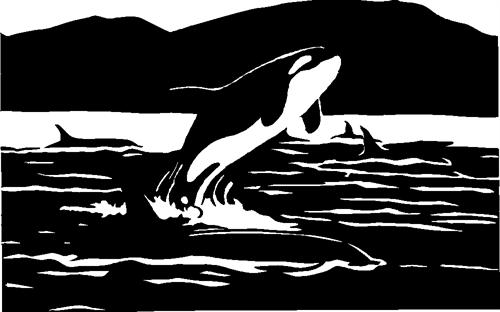 orcas