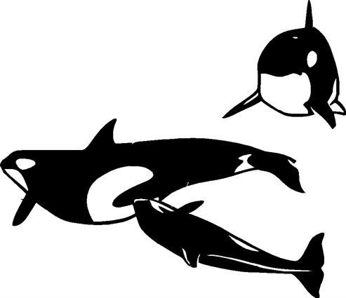 orcas02