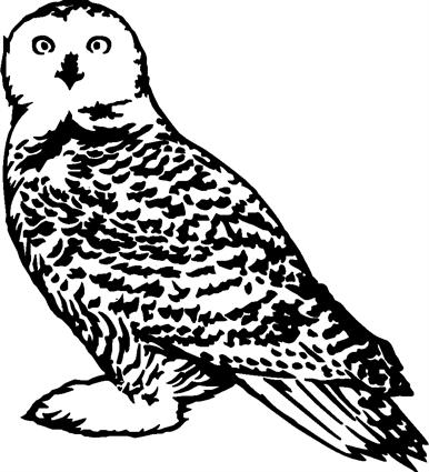 owl12