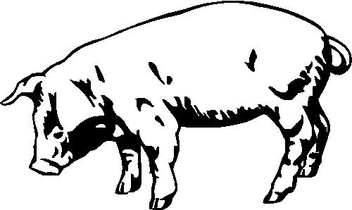 pig01