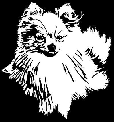 pomeranian02