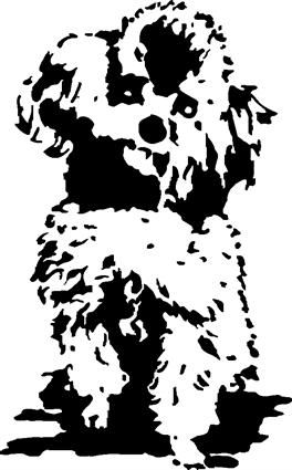 poodle06