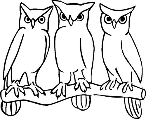 owls