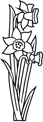 daffodils20