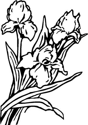 irises04