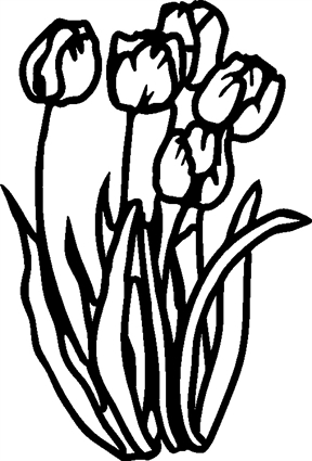 tulips02