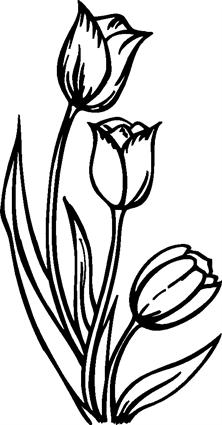 tulips13