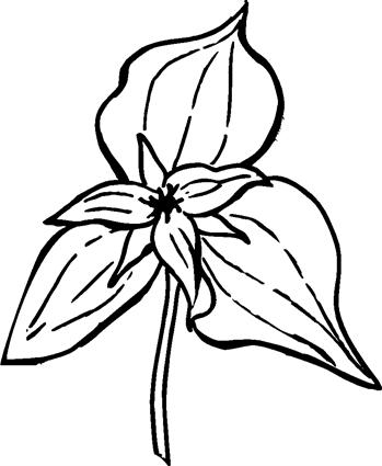 western-trillium01