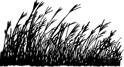 tall-grass