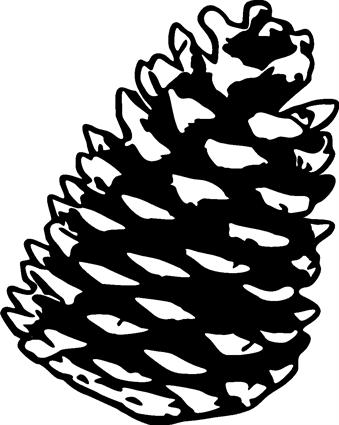 pine-cone08