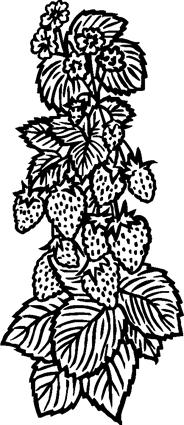 strawberries06