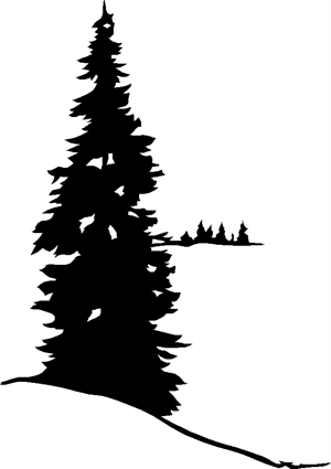 spruce