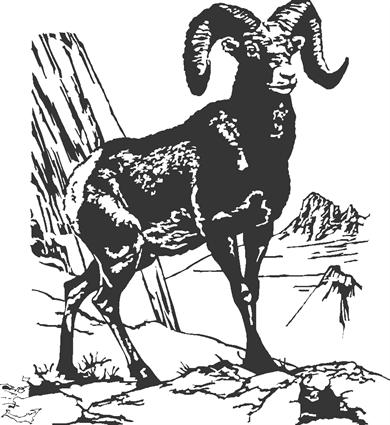 big-horn-sheep01