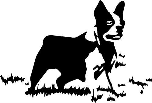 boston-terrier01