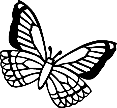 butterfly17