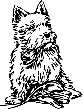 cairn-terrier01