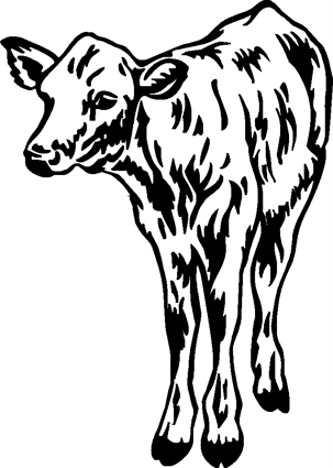 calf