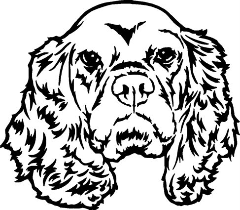 cocker-spaniel06