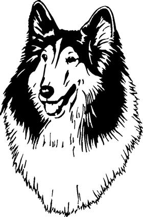 collie01