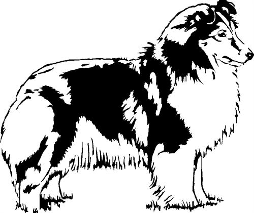 collie02