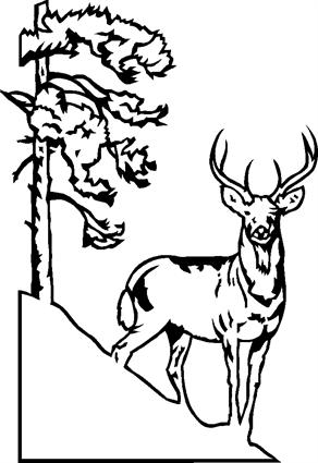 deer03