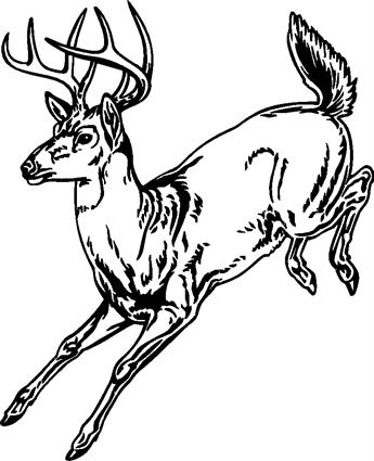 deer06